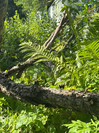 The image depicts a close-up view of a fallen tree branch with rough bark, lying horizontally across a lush green garden. Ferns and other leafy plants are visible in the foreground and background, with sunlight filtering through the foliage, creating dappled light and shadow. The overall scene is one of natural overgrowth in an outdoor setting. There are no people or animals visible in the image, and the location is stated as Koklaisai, Kazakhstan.