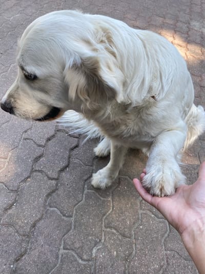 An overhead shot captures a moment of interaction between a light-colored dog and a human hand on a paved outdoor surface. The dog, likely a Golden Retriever given its cream-colored, thick fur, is seen from a high angle, with its head turned slightly to the left, and its body partially visible. A human hand is gently holding one of the dog's front paws, suggesting a friendly or affectionate gesture like a handshake.

The dog's fur is clean and appears soft, with a small, dry twig or leaf fragment caught near its back, visible in close-up crops. The dog's left eye is partially visible, appearing dark and calm. The snout is black.

The setting is an outdoor area paved with interlocking concrete pavers of varying grey tones, which exhibit a distinctive wavy, geometric pattern. Sunlight illuminates parts of the scene, creating highlights on the dog's fur and casting some shadows on the ground, indicating daytime with clear or partly cloudy weather. The overall mood of the image is peaceful and warm, highlighting the bond between the human and the dog. No text is visible in the image. The location context is Wielka Wieś, Poland.