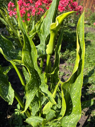 The image depicts a cluster of large, green leaves with white speckles, characteristic of calla lilies, growing outdoors. The leaves are elongated and appear somewhat wilted or curled, with visible veins and a glossy texture. In the background, a blurred mass of vibrant pink flowers is present, possibly in a garden setting. The ground is covered with dry soil and some sparse green vegetation. The lighting suggests it is daytime, with sunlight casting shadows on the leaves. There is no indication of the city of Altayskiye Zori, Russia, or any human presence in the image.