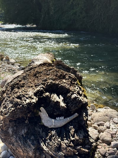 A close-up, low-angle shot captures a partial jawbone with teeth resting on a large, weathered piece of driftwood. The driftwood is textured with deep grooves and cracks, covered in moss in places. Behind the driftwood, a body of water with sunlight glinting off its surface flows past a rocky shoreline. In the distance, a dense line of dark green trees forms a backdrop. The scene is natural and appears to be in an outdoor setting near a body of water. There are no people or discernible human activity present in the image. The location is identified as Abgara, Abkhazia.