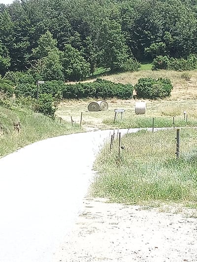 The image depicts a rural scene near Susqueda, Spain, on a sunny day. A dirt road curves into the foreground, bordered by tall green grass and some scattered wildflowers. In the middle ground, a field of dry, light-colored grass is dotted with several hay bales, some round and tightly bound, others appearing more loosely packed. Behind the field, a dense line of dark green trees forms a backdrop. The overall impression is one of a quiet, agricultural landscape.