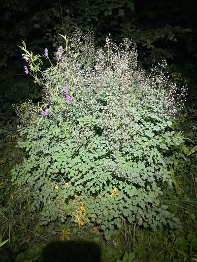 In the city of Il'metovo, Russia, a large, bushy plant with green, clover-like leaves and delicate white flowers is illuminated by artificial light at night. Several purple flowers are visible among the white blooms and green foliage. The plant is situated in an outdoor environment, surrounded by darker foliage and vegetation, suggesting a natural setting like a park or garden. The ground around the plant is covered in grass and other greenery.