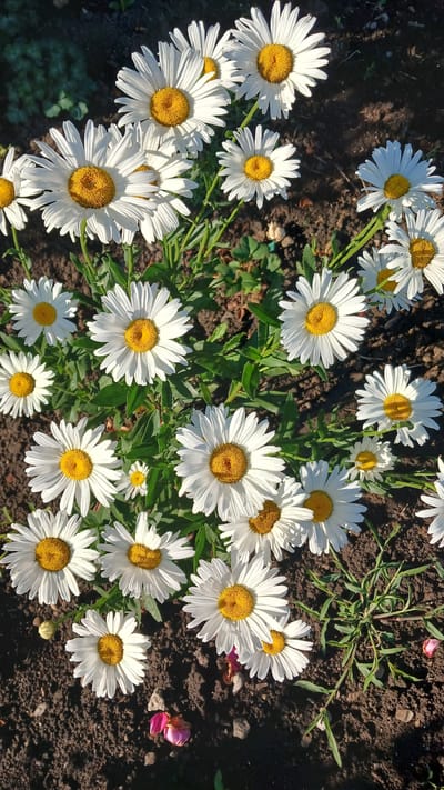 A cluster of white daisy flowers with yellow centers are in bloom in a garden bed. The flowers are positioned at various heights and angles, with some in sharp focus and others slightly blurred. The background consists of dark soil, interspersed with green foliage and shadows. There are a few fallen pink petals visible on the soil surface. The scene appears to be outdoors, possibly in a residential garden. The specific location in Monastyryska, Ukraine is not discernible from the visual information provided in the image.
