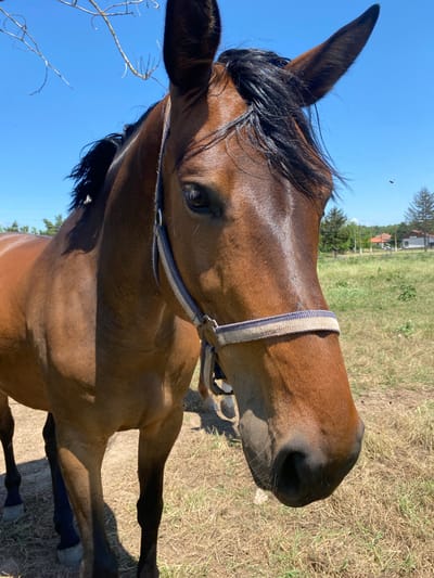 The image depicts a close-up of a brown horse standing in a grassy field under a clear blue sky in Slavovitsa, Bulgaria. The horse, facing slightly to the right of the frame, wears a blue and beige striped halter. Its dark mane falls over its forehead, and its dark eyes are visible. Bare tree branches are partially visible in the upper left, while the bright sun casts shadows on the horse's body and the dry, golden-brown ground. In the distant background, several pine trees, utility poles, and two small residential buildings with reddish-orange roofs are discernible. Multiple small, dark flying insects are visible in the air around the horse's head and in the background.