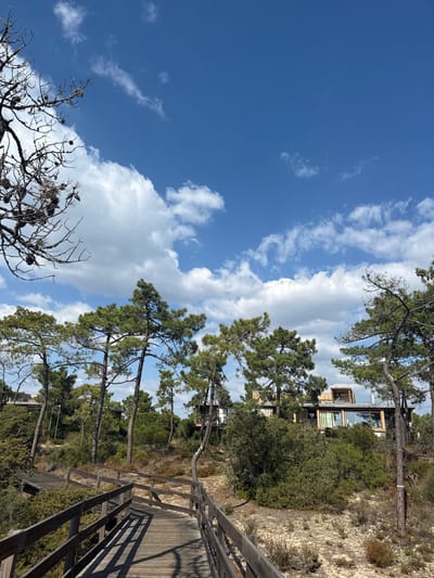 The image depicts a sunlit natural and developed landscape in Grândola, Portugal. In the foreground, a weathered wooden boardwalk with parallel railings extends into the scene, curving slightly to the right. Distinct shadows are cast onto the boardwalk, indicating strong overhead sunlight. The midground is characterized by a dense growth of tall, slender pine trees with full green canopies, interspersed with lower-lying scrub brush and areas of sandy, light-brown ground. A prominent dead tree branch adorned with pinecones is visible in the upper left corner. In the background, partially obscured by the tree line, are several modern residential buildings featuring flat roofs, light-colored facades, and extensive glass windows. The sky above is clear blue with scattered white cumulus clouds. No individuals or active subjects are visible in the scene.