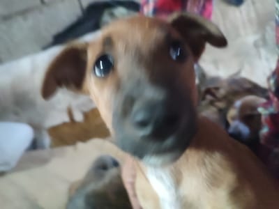 The image is a close-up, low-resolution, and out-of-focus photograph of a young dog, likely a puppy. The dog has brown fur with some white markings on its chest and muzzle. Its eyes are large and dark, and its ears are floppy. The background is blurred and indistinct, suggesting an indoor setting with various soft furnishings and possibly other animals. There is no visible indication of the location being in Santa Lucía de Tirajana, Spain, or any other specific geographical place. The photograph appears to be taken from a close vantage point, looking directly at the dog's face.