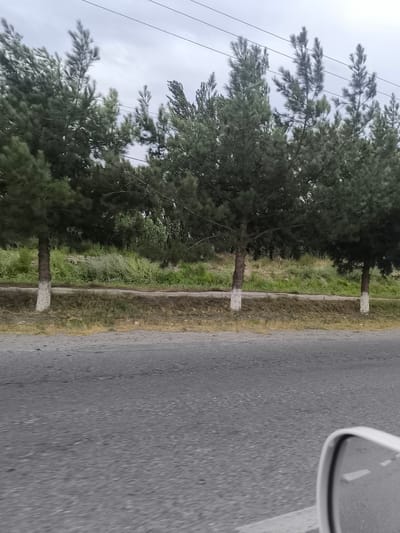 The image shows a row of pine trees along a road in Кияли-Курганча, Uzbekistan. The trees have white paint applied to the lower portion of their trunks. The road is paved with asphalt and has a worn appearance. Beyond the trees, there is a strip of vegetation, and then a hillside covered in grass and smaller plants. The sky is overcast. A car's side mirror is visible in the lower right corner of the frame, indicating the image was taken from inside a vehicle. Power lines are visible in the sky above the trees.