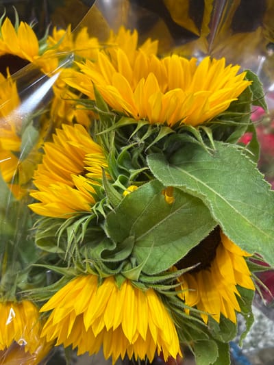 A close-up, overhead shot captures a bouquet of sunflowers, their vibrant yellow petals a stark contrast to their lush green leaves and stems. The flowers are partially enclosed in clear plastic packaging, creating a subtle sheen and reflections across the surface. The sunflowers are arranged in a cascade, with some facing forward and others tilted downwards, showcasing their delicate petals and fuzzy undersides. The scene appears to be indoors, possibly in a florist shop or market, but no specific location in Chelmsford, United Kingdom, can be determined from the image alone. The focus is entirely on the floral arrangement, with no people or other distinguishing features visible.