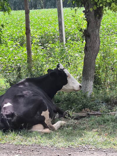 A black and white cow lies on its side on a grassy area next to a dirt path. The cow is facing to the right and its head is resting on the ground. Behind the cow, there is a dense green field of crops, a thick line of trees, and a light-colored pole. The scene appears to be outdoors in a rural setting, possibly in the city of Eskikishlak, Uzbekistan. The lighting suggests it is daytime. There are no other animals or people visible in the image.