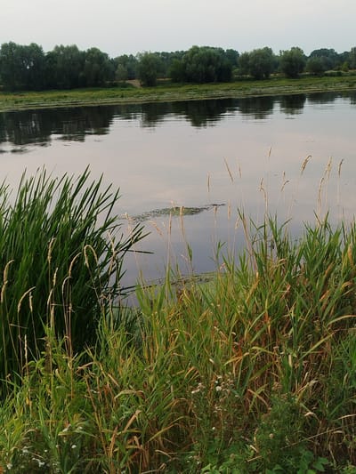 The image depicts a serene river scene with lush green reeds in the foreground and a tranquil body of water reflecting the sky and a distant tree line. The vegetation in the foreground is dense and varied, with tall, sharp blades of grass mixed with some dried stalks. The water is calm, with gentle ripples distorting the reflections of the trees on the opposite bank, which appear as dark silhouettes against a hazy sky. Some patches of green algae are visible on the surface of the water. The overall impression is one of natural beauty and peacefulness. The location is identified as Topolina, Poland.