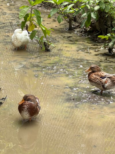 In a muddy, shallow body of water in Suối Câu, Vietnam, three ducks are visible. On the left, a white duck stands with its head tucked into its body, facing left. In the center, a brown and white duck stands on one leg, facing left, with its head turned towards the right. To the right, another brown and white duck stands on one leg, facing right, with its head turned to the left. The water is murky and reflects the surrounding foliage, which includes green leafy plants and tree trunks. The ground around the water appears to be muddy and covered in debris.