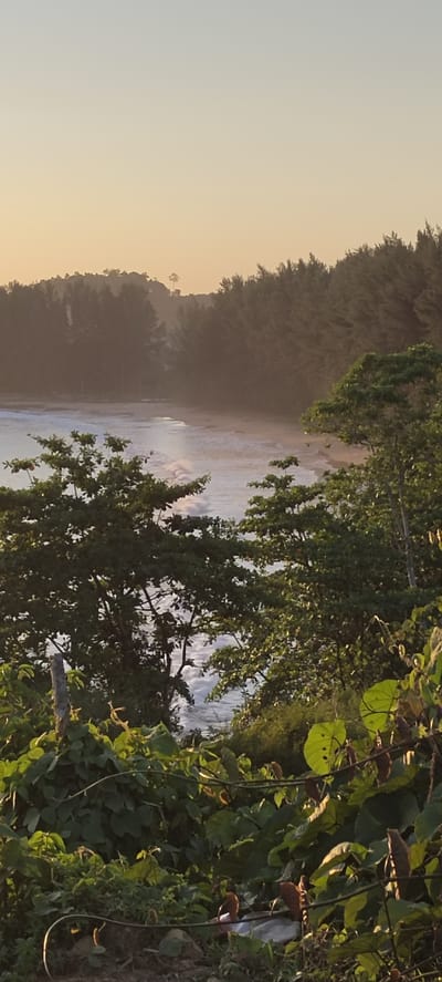 The image depicts a serene coastal landscape during a golden hour sunset. The foreground is filled with lush, dense green foliage, including large leaves and vines, with some dried leaves and plant matter scattered on the ground. A slender, weathered wooden post is visible on the left side of the foreground.
Beyond the vegetation, a tranquil ocean stretches towards a sandy beach. Gentle waves are breaking on the shore, creating white foam that is illuminated by the warm light of the setting sun. The ocean surface appears slightly hazy, possibly due to mist or the atmospheric conditions of the sunset.
In the background, a dense line of dark green trees forms a natural barrier along the coastline. Further inland, rolling hills are visible, also covered in trees. A single, tall, slender tree stands out on the peak of one of the distant hills. The sky above is a soft gradient of pale yellow and orange, indicative of sunset. The overall impression is one of natural beauty and peacefulness. There are no people or obvious human activity depicted in the image. The location is Crakmong, Indonesia.
