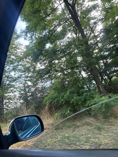 The image captures a view from inside a vehicle, looking out through the side window and side mirror. The environment appears to be a rural area with abundant vegetation. Tall trees with dense green foliage dominate the scene, with sunlight filtering through their branches, illuminating the sky in the background. The ground is covered with dry grass and other low-lying plants, suggesting a natural, possibly uncultivated landscape. A car's side mirror, showing a distorted reflection of the interior and the surrounding greenery, is prominently visible in the foreground. A thin, reflective wire or strand, possibly part of the car's structure or an external element, runs diagonally across the lower right portion of the image. The overall impression is of a journey through a green, natural setting. The location is identified as Beli Briag, Bulgaria.