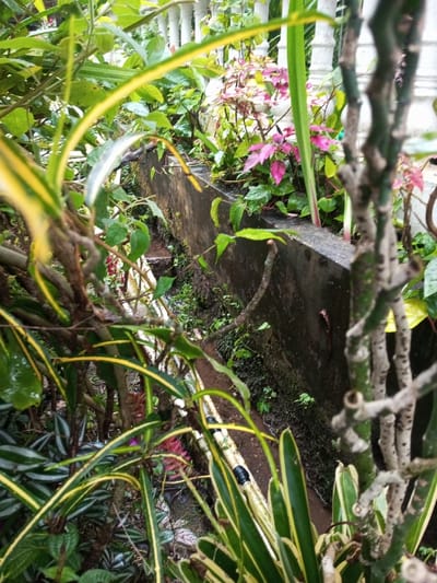 The scene depicts an outdoor vegetated area in Kotakonda, India. In the foreground, dense foliage with green and yellow-striped leaves is prominent, alongside bare, gnarled branches on the right. A narrow, unlined earth channel runs diagonally from the mid-left to the bottom-center, containing a pale yellow pipe marked with black tape at intervals. Small amounts of water are visible flowing within this channel. A dark grey concrete retaining wall, partially covered with moss, extends horizontally across the midground. Behind this wall, various green plants and several plants with distinctive vibrant pink/magenta leaves are visible. In the background, partially obscured by foliage, white architectural elements resembling balusters or fence posts are present. No individuals or specific actions are depicted.