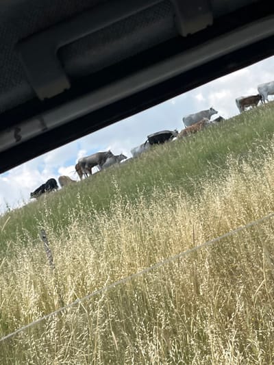 A herd of cattle, including black, white, and brown cows, grazes on a grassy incline under a cloudy sky. The cattle are positioned at various points on the slope, some facing towards the viewer and others away. The foreground is dominated by tall, dry grasses, with a fence line visible running horizontally across the lower portion of the frame. The scene appears to be located in Bryastovets, Bulgaria. The top portion of the image is obscured by the interior of a vehicle, suggesting the photo was taken from a car window.