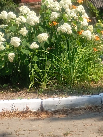 In Hertsa, Ukraine, a close-up view captures a vibrant garden bed in front of a building. Dominated by large clusters of white hydrangeas, the scene also features bright orange daylilies and lush green foliage. The garden borders a white concrete curb, with dry leaves and debris scattered on the ground along its base. Beyond the curb, a paved walkway, likely made of brick or stone, is visible, with more scattered organic matter and small green shoots. The overall impression is one of a well-maintained outdoor space, perhaps a park or residential garden, bathed in bright sunlight.