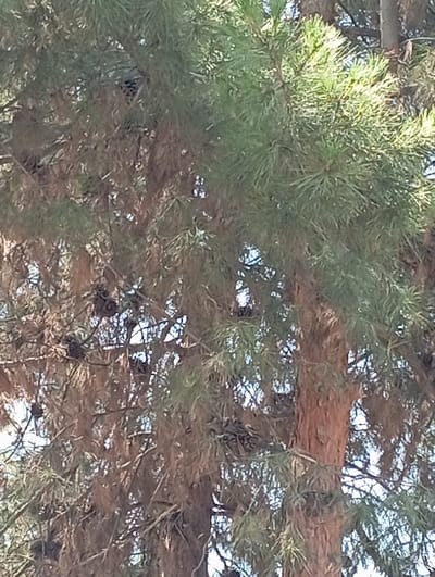 The image shows a close-up of a pine tree in the city of Chumbagish, Uzbekistan. The tree has both green and brown needles, suggesting some parts are healthy and others are dry. Pine cones are visible among the branches. The bark of the tree is rough and reddish-brown. The background is blurred, with hints of sky visible through the branches. There are no people or animals in the image.