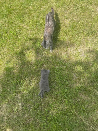The image depicts an overhead view of two cats on a patch of green grass. The larger cat, a tabby with gray and black stripes, is positioned in the upper half of the frame, facing downwards. A smaller, gray kitten is located in the lower half of the frame, facing away from the viewer. Both cats are on a grassy area that appears to be outdoors. The lighting suggests it is daytime, with shadows cast on the grass. The location is identified as Vyshevychi, Ukraine.