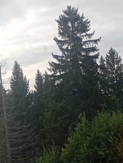 The image displays a dense forest with a variety of evergreen trees under an overcast sky. The trees are predominantly dark green, with the exception of a few bare, grey branches visible on the left side of the frame, suggesting a possible dead tree or a tree that has lost its needles. The sky is a light gray, indicating a cloudy or foggy day. The foliage of the trees is thick and appears healthy overall, forming a layered canopy. In the foreground, a bush with bright green leaves is partially visible on the right side of the image, providing a contrast in texture and color to the evergreen trees. There are no people or animals visible in the scene. The environment appears to be a natural forest setting. The location is identified as Varankiny, Russia.