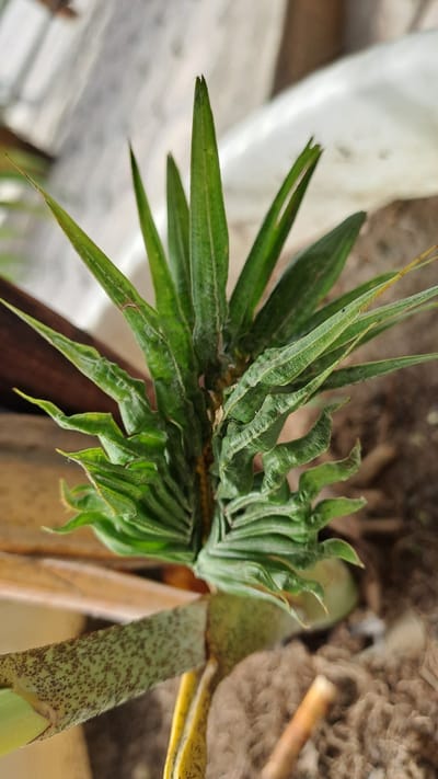 In Julikeude Dua, Indonesia, a close-up, high-angle shot focuses on the new growth of a plant. The plant's leaves are a vibrant green, long, and pointed, with some leaves showing a crinkled texture. At the base of the plant, a broader stem is visible, speckled with dark brown spots. The background is out of focus, showing muted browns and grays, suggesting a natural or potted environment.