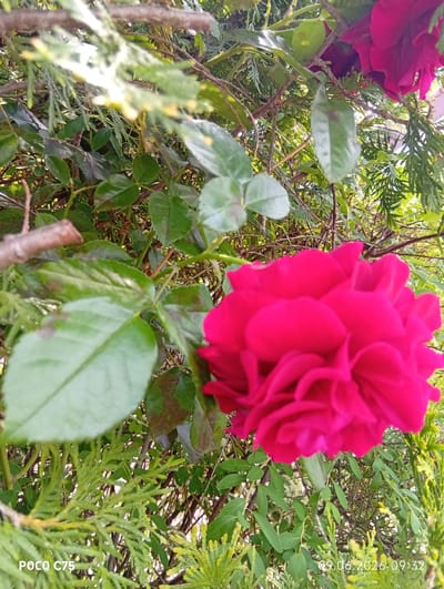 A close-up, low-angle shot captures a vibrant, deep pink rose in full bloom, its petals tightly furled at the center, set against a backdrop of lush green foliage. The rose is positioned in the lower right quadrant of the image, dominating the foreground. Interspersed with the rose are delicate, feathery branches of a cypress tree and the glossy leaves of other plants, all bathed in natural light that creates bright highlights and soft shadows. The scene appears to be outdoors in a garden. The timestamp "09.06.2026 09:32" is visible in the lower right corner, suggesting the photograph was taken on June 9, 2026, at 9:32 AM. The text "POCO C75" is present in the lower left corner, indicating the phone model used to capture the image. This image was taken in Wilczyce, Poland.