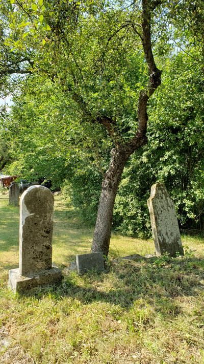 The image depicts a cemetery scene in Vyšné Nemecké, Slovakia, on a sunny day. The focus is on several weathered gravestones nestled amongst lush green foliage and tall grass. A prominent, gnarled tree trunk leans diagonally across the frame, its branches laden with green leaves, some of which appear to be young apples. The gravestones are made of stone, with some showing signs of age and moss growth. One gravestone in the foreground has a rounded top and what appears to be faded inscriptions. Another, further back and on a slight incline, is rectangular and also bears worn lettering. A third, smaller stone block sits at the base of the leaning tree. The ground is covered in a mix of green grass and dry, yellowish patches. The lighting suggests it is mid-day, with sunlight casting shadows through the trees. The overall atmosphere is one of quiet solemnity and the passage of time. No people are visible in the image.