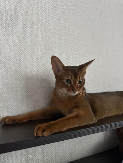 The image shows a close-up, high-angle shot of a brown Abyssinian cat lying on a textured, light-colored surface, possibly wallpaper or a fabric. The cat is positioned horizontally across a dark, ridged object, likely a shelf or the edge of furniture, which runs vertically through the right side of the frame.

The cat is the primary subject, and its head is turned towards the viewer, with its eyes wide open and looking slightly upwards. Its ears are pointed and alert. The cat has a typical Abyssinian ticked coat, with shades of brown and possibly some hints of red. Its whiskers are prominent and white. One of its paws is visible, resting on the dark object, showing its toes. The cat appears relaxed yet attentive.

The background is a plain, textured surface that takes up the majority of the left side of the image. The lighting suggests an indoor environment, possibly during the daytime, as there are no strong shadows indicating artificial light. There is no visible text in the image. The overall impression is one of domestic tranquility, with the cat being the focus of attention. The location context of Shendzhii, Russia, does not provide specific visual cues within the image itself.