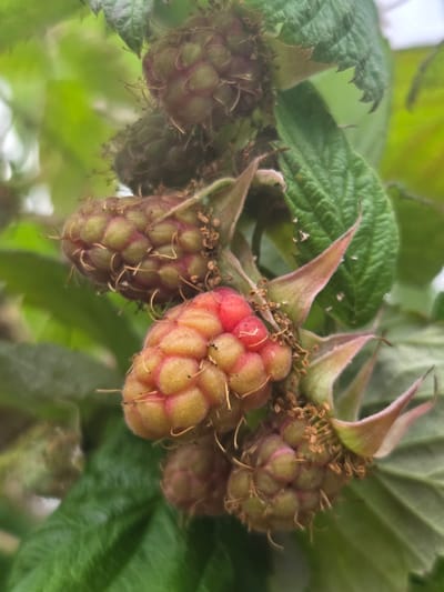 The image shows a close-up view of several unripe raspberries growing on a branch. The berries are clustered together, with some showing a hint of pink and red, while others are predominantly green with pinkish hues. They are covered in fine hairs and have small dried remnants of their blossoms. The raspberries are surrounded by fuzzy green leaves, some of which appear to have slight imperfections or damage. The background is a blur of green foliage, suggesting an outdoor setting with natural light. The overall impression is that of a natural, possibly garden or wild, environment. There is no text visible in the image. The scene is static, with no discernible activity beyond the growth of the fruit. The time of day and weather are not explicitly indicated, but the soft focus and natural lighting suggest it could be daytime under overcast or diffused sunlight. The location context provided is Frolovo, Russia, which implies a temperate climate where raspberries are cultivated or grow wild.