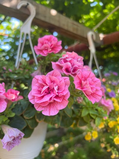 A close-up, shallow depth-of-field shot captures a cluster of vibrant pink petunias in full bloom, suspended in a white hanging pot. The petunias, with their ruffled petals and delicate veins, are the primary focus, while the background is a blur of lush green foliage and softer hues of pink and yellow flowers, suggesting a garden setting. In the upper portion of the frame, two white plastic hangers are visible, attached to a weathered wooden beam, indicating the pot is suspended outdoors. The overall impression is one of natural beauty and tranquility, with no people or specific urban features to identify a precise location within the city of Karabunar, Bulgaria. The scene is one of a typical outdoor flower display.