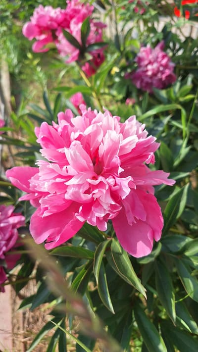 A close-up, vertical, outdoor, full-shot photograph depicts a vibrant pink peony flower in full bloom, dominating the foreground. The flower's numerous, delicate petals are layered and slightly ruffled, with lighter pink and white accents towards their edges. The center of the peony is a deeper pink. Behind this central bloom, other peonies of varying shades of pink and purple are visible, some in focus and others blurred, indicating a garden setting. Lush green leaves with a glossy sheen surround the flowers. The background is softly blurred, with hints of green foliage and a patch of what appears to be a reddish-brown textured surface, possibly a brick pathway or ground. The lighting suggests a sunny day, casting soft shadows and highlighting the textures of the petals and leaves. There are no people or animals present. The location is identified as Nogliki, Russia, implying a garden or natural setting within or near this city.