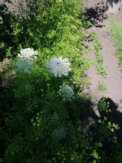 The image depicts a close-up view of a garden bed in Lanivtsi, Ukraine. The foreground is dominated by a dense growth of green plants, featuring clusters of small white flowers and numerous developing flower buds. A few larger, more prominent white flower umbels are visible, one with a small red insect on it. The plants are lush and appear to be in full bloom or pre-bloom.

To the right of the plants, a strip of dark soil is visible, forming a garden bed. Shadows of leaves and branches are cast across this soil, indicating a sunny day with dappled light. Further to the right, a narrow row of slender green plants, possibly herbs or young vegetables, grows along the edge of the bed. In the background, a portion of a tree trunk and some distant greenery can be seen. The overall impression is of a vibrant, sunlit garden environment.