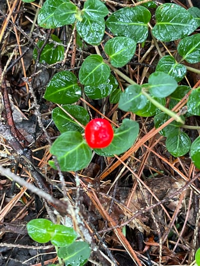 The image shows a close-up view of a small, bright red berry on a low-growing green plant. The plant's leaves are glossy and appear to be wet, suggesting recent rain or dew. The berry is round and sits atop a stem, surrounded by the plant's foliage. The background is a mix of dry pine needles, twigs, and some darker organic matter, indicating the plant is growing in a forest or wooded environment. The lighting suggests an overcast day, as there are no strong shadows. The scene is natural and uncultivated. There is no visible text in the image. The location context provided is the Village of Lyons Falls, USA, which aligns with a natural, possibly woodland setting.