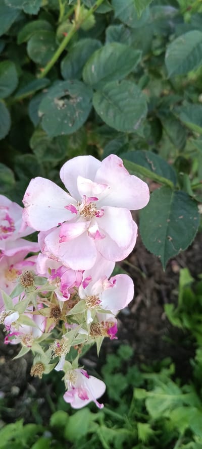 An outdoor, vertical shot captures a cluster of pale pink and white roses, some in bloom and others wilting, against a backdrop of dark green foliage. The roses are delicate, with faded petals showing hints of pink and brown at the edges. The central focus is on a fully bloomed rose in the upper right, its petals unfurling to reveal a textured center. To the left and lower, other roses are visible, some appearing spent with dried stamens and wilting petals. The background consists of lush, out-of-focus green leaves. The image does not depict any people or discernable city features, and thus cannot be definitively placed in Linz, Austria.