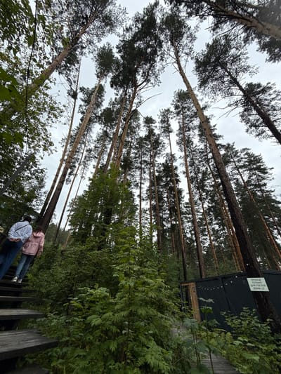 Two individuals, one in a white hoodie and blue jeans, the other in a pink jacket and blue jeans, ascend a wooden staircase in a forested area. The staircase is partially obscured by lush green foliage. Tall pine trees dominate the background, their trunks reaching towards an overcast sky. To the right, a dark, modern structure with a sloped roof is visible, adorned with a string of lights and a sign in Russian that reads "PASSAGE ONLY FOR GUESTS OF HOUSE 12". The overall scene depicts a natural outdoor setting, possibly a park or a nature reserve, with elements of human infrastructure. The location is identified as Nizhnekayancha, Russia.