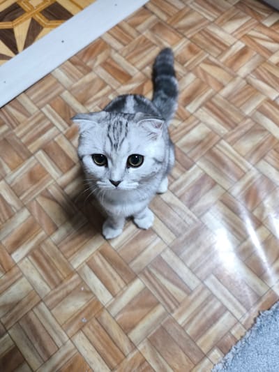 A silver tabby Scottish Fold cat with large, round, amber eyes sits on a parquet floor. The cat's ears are folded forward, and its tail is curled behind it, showing distinct gray stripes. The floor is composed of small, rectangular wooden tiles arranged in a diagonal, herringbone pattern. The lighting appears to be artificial, creating reflections on the glossy surface of the floor. The background is out of focus but suggests a domestic interior. There is a white baseboard or trim running along the top left of the image, and a portion of a gray rug is visible in the bottom right corner. The scene does not contain any elements that suggest a specific location within the city of Gal'chino, Russia.