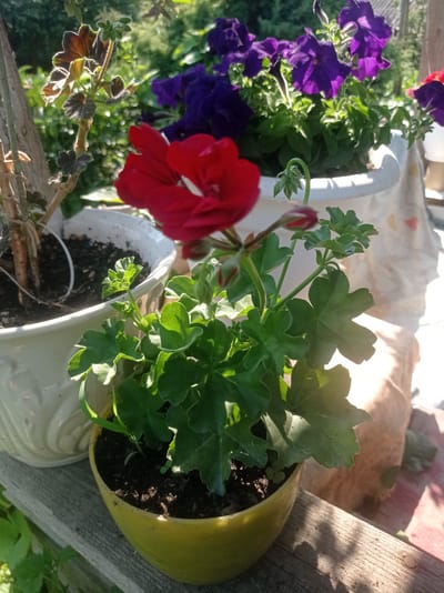 The image displays a close-up view of potted plants on a wooden surface, likely a balcony or porch railing. In the foreground, a small yellow pot holds a green plant with lobed leaves, some of which are catching the sunlight. Behind this, a larger white planter contains purple petunias, their vibrant blooms contrasting with the lush greenery. To the left, another plant with reddish-brown leaves, edged in light, grows from a white pot. The sunlight suggests it is daytime, possibly late morning or afternoon, with a clear sky indicated by the bright illumination and shadows. The setting appears to be outdoors, with glimpses of trees and foliage in the background. The overall impression is one of a well-maintained garden or decorative outdoor space. No people or visible text are present. The location context provided, Дукорскі сельскі Савет, Belarus, places the scene in a rural or semi-rural area of Belarus.