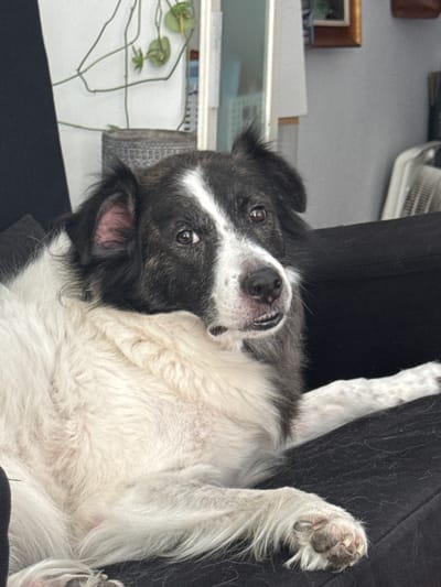 A medium shot captures a black and white dog reclining on a dark-colored couch, likely indoors. The dog's head is turned towards the camera, with its brown eyes gazing forward and its mouth slightly open, revealing its teeth. Its fur is primarily white on its chest and belly, transitioning to black and white markings on its head and back. The background shows a wall with some greenery, possibly a houseplant, and a hint of a white fan. The overall scene is domestic and relaxed. There is no identifiable information to suggest the location is Vigo, Spain.