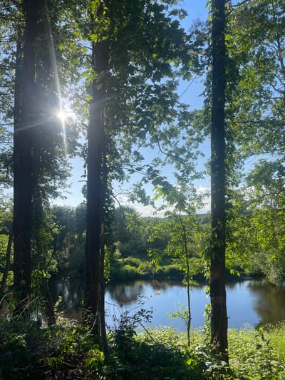 The image depicts a sun-dappled view of a calm river flowing through a lush, green forest. Tall trees with dense foliage frame the scene, with sunlight streaming through the leaves, creating bright lens flares. The river's surface reflects the blue sky and surrounding greenery. The foreground is characterized by overgrown vegetation, including grasses and leafy plants. The setting appears to be a natural, undeveloped area, likely within or near a rural locality. There are no visible people or man-made structures besides what appears to be a faint wire fence on the left side of the image. The environment suggests a serene, natural landscape in the Belarusian countryside, potentially in the vicinity of Пратасевіцкі сельскі Савет.
