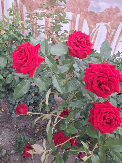 In this medium shot, a rose bush bearing multiple crimson roses is the primary subject. The roses are in various stages of bloom, from fully open to buds. Some roses are large and velvety, with tightly packed petals, while others are smaller and more delicate. The leaves of the rose bush are a deep green, some appearing slightly wilted. The background is a mix of soil and a draped fabric or tarp with a mottled, abstract pattern in shades of white, beige, and brown. The lighting suggests it is daytime, though the overcast conditions may be indicated by the soft illumination. The overall scene is a naturalistic display of blooming roses, with the textured background adding a contrasting element. The image was taken in Guldala, Kazakhstan. No visible text is present in the image.