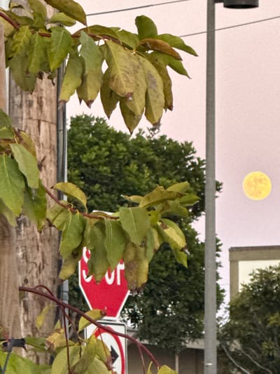The image shows a close-up view of green and yellowing leaves on a branch in the foreground, obscuring a wooden post. Behind the leaves, a red octagonal stop sign with white lettering is partially visible, along with a white sign with a black arrow pointing left. In the background, a large green tree is visible, and to the right, a bright yellow moon is in the sky. A tall gray pole, possibly a lamppost, stands to the right of the tree, and a building with a tan facade is in the far right background. The overall scene suggests an outdoor environment, possibly a street or park, in Manhattan Beach, United States of America, during twilight or evening.