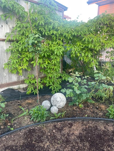 The image displays an outdoor scene, likely a garden, in Aropakkuzi, Russia. A wooden fence forms the backdrop, partially obscured by dense green foliage of a climbing plant, possibly wild grape, that covers a significant portion of the fence. In the foreground, three spherical garden ornaments, appearing to be concrete or stone spheres, are arranged on the ground. Two smaller spheres are positioned next to a larger, textured sphere. Several small green plants are visible around the ornaments and further into the garden. The ground in the immediate foreground is dark soil, appearing to be recently tilled and possibly seeded. A black plastic edging or landscape fabric is visible in the lower portion of the image, delineating the garden bed. The overall impression is that of a partially developed or maintained garden area. There are no people or animals present in the scene.