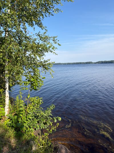 The image shows a natural landscape scene with a body of water, vegetation, and a clear sky. In the foreground on the left side, there is a white-barked tree with green leaves, and lush green undergrowth including grass and smaller plants. The vegetation extends to the edge of the water. The water occupies the majority of the image, appearing dark blue with ripples on its surface. The shore is visible in the lower right corner, with some rocks and the shallow water revealing a reddish-brown sandy bottom with some green aquatic vegetation. In the distance, across the water, a tree-lined horizon is visible under a bright blue sky with a few thin white clouds. The scene depicts a peaceful natural environment. The location is identified as Daugmale, Latvia.