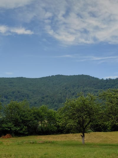 This is a vertical, outdoor, full-shot photograph taken on a sunny day with scattered clouds in Chernyk, Ukraine. The image captures a vast landscape with a clear blue sky on the left, transitioning to a densely forested mountain slope in the middle, and a sunlit grassy field on the right. A lone tree with a thick trunk and spreading branches stands prominently in the foreground of the grassy field, its leaves vibrantly green. The field itself is a mixture of lush green grass and drier, golden-brown patches, suggesting a warm season. The mountain is covered in a dense, dark green forest, its contour a soft, undulating line against the sky. Wispy white clouds drift across the blue expanse, adding texture to the sky. The scene evokes a sense of natural tranquility and the vastness of the Ukrainian countryside. No people or text are visible in the image.