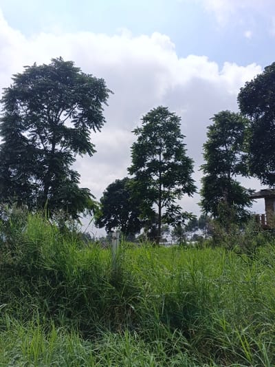 The image displays an outdoor environment located in Nam Sa Lat, Myanmar. The foreground is dominated by dense, tall green grass. In the mid-ground, several mature trees with dark green, full canopies are visible, with a particularly large specimen on the left. A light-colored vertical post is partially visible within the grass in the left-center mid-ground. To the far right, a segment of a multi-level structure with a brown exterior and a dark roof or balcony detail is discernible behind intervening foliage. A faint line of what appears to be a fence with posts runs horizontally through the mid-ground, partially obscured. In the background, a line of smaller, slender trees is visible against the distant horizon. The sky is partially covered by large white and grey cumulus clouds, with patches of lighter blue sky. No individuals or specific activities are observed.