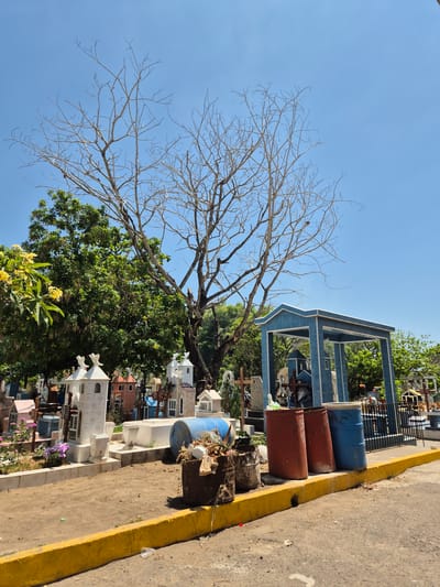 This outdoor image, taken in Veracruz City, Mexico, portrays a cemetery on a sunny day. A large, leafless tree dominates the left side of the frame, contrasting with the clear blue sky. A variety of graves and mausoleums populate the scene, some adorned with crosses, while others are small, house-like structures. A blue structure resembling a pavilion or gazebo is visible in the mid-ground. At the edge of the cemetery, several barrels – some blue, some reddish-brown – sit along the curb of a street, which is marked by a yellow painted line. The composition is such that the ground is tilted at an angle, with the sky occupying the left of the frame and the cemetery in the center and right portions.