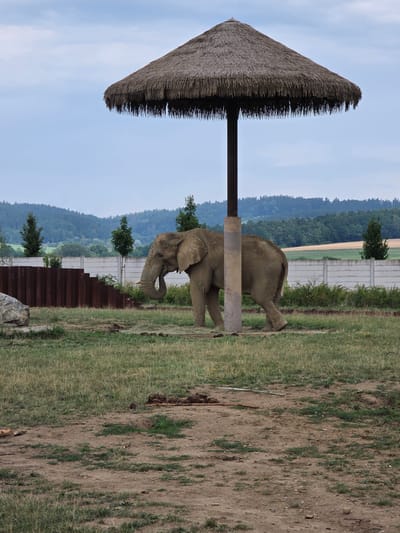 An elephant stands in a grassy enclosure, partially shaded by a large, thatched umbrella supported by a thick pole. The enclosure is bordered by a concrete wall and a rusty metal barrier. In the background, rolling hills covered with trees and fields create a rural landscape under a cloudy sky. The scene appears to be set in an outdoor animal exhibit or sanctuary, possibly at the ZOO Zlín in Lukov, Czechia, given the characteristic terrain and enclosure design found in that region.