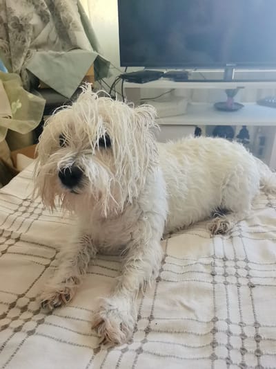 A small, wet, white dog with shaggy fur lies on a patterned white blanket. The dog's fur is matted and appears damp, particularly around its face and ears, giving it a somewhat disheveled look. Its dark eyes are visible beneath its wet hair, and its black nose is prominent. The dog is lying down with its front paws extended forward, resting on the blanket. The blanket has a textured pattern of grey lines and diamond shapes.

In the background, a television screen is visible, mounted on a black stand. Below the TV, a white shelf unit holds various objects, including a white box, a dark circular object with a purple item on it, and what appear to be remotes. To the left of the television, draped curtains with a floral or botanical pattern in shades of green and grey hang from a rod. The overall setting appears to be indoors, likely a living room or bedroom. The lighting suggests it is daytime, possibly with indirect sunlight. There is no visible text in the image. The scene conveys a sense of domesticity and the dog appears calm, possibly after a bath. The location context is İzmir, Turkey.