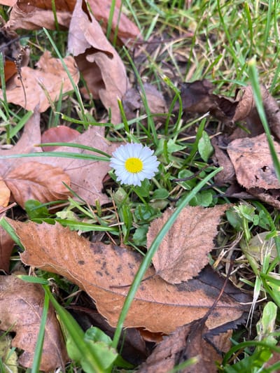 The image displays a close-up, eye-level perspective of a natural ground cover in Oppenau, Germany. The central subject is a single, fully bloomed common daisy (Bellis perennis) featuring a prominent yellow disc florets surrounded by a perimeter of approximately 30-40 white ray florets. The flower is positioned slightly above the vertical center of the frame and is in sharp focus.

The surrounding environment consists of a mix of green grass blades and numerous fallen, desiccated leaves. The leaves are predominantly brown, reddish-brown, and dark tan, varying in size and shape, suggesting deciduous tree origins. Some leaves are curled or partially decomposed, indicating an autumnal or post-autumnal season. The grass blades are green, some vibrant, others slightly faded, interspersed among the fallen foliage. The background and foreground elements are softly blurred, creating a shallow depth of field, with the daisy remaining the focal point. No individuals or man-made objects are present in the frame. The lighting appears even and natural.