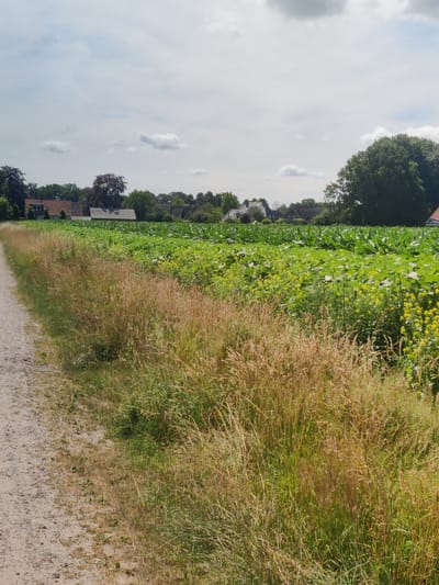 The image depicts a rural scene in Winterswijk Huppel, Netherlands, on a partly cloudy day. In the foreground, a dirt path runs along the left side of the frame, bordered by tall, dry grass with hints of green. Beyond the grass, a large field of crops, likely corn, stretches across the middle ground, appearing lush and green. Interspersed within the crop field are patches of yellow wildflowers. In the background, several houses with reddish-brown roofs are visible amongst scattered trees. A large, mature tree with dark foliage stands prominently on the right side of the frame, its canopy dense and green. The sky above is a mix of white and grey clouds. The overall impression is of a tranquil, agricultural landscape.