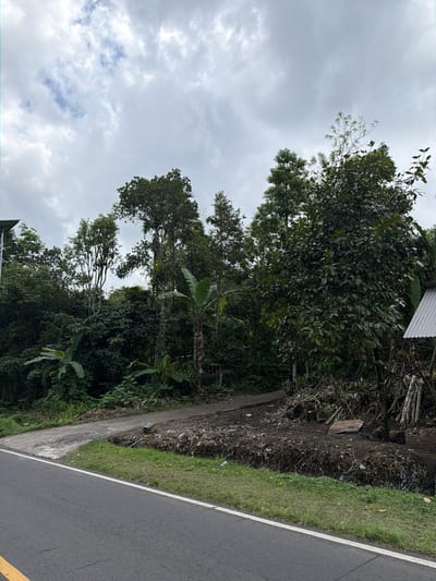 The image depicts a roadside scene in Susut, Indonesia, under a cloudy sky. A paved road runs diagonally across the lower portion of the frame, with a white line marking its edge. Adjacent to the road is a narrow strip of grass, followed by a rougher embankment. This embankment is piled with dark soil, debris, and cut wood, with a flat stone and several pieces of refuse visible. A corrugated metal roof structure is partially visible on the right side, resting on a pile of logs.

Beyond the embankment, a dense collection of tropical foliage dominates the midground and background. Various trees, some tall and slender, others broad and leafy, create a thick canopy. Banana plants with their distinctive large leaves are scattered throughout. A winding concrete path or driveway is visible entering the vegetation from the road. The overall impression is one of a rural or semi-rural environment where nature is encroaching on man-made structures, with evidence of some unmanaged waste. There are no people or animals visible in the image.